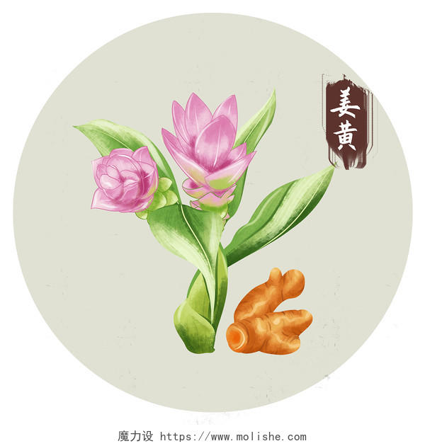手绘姜黄中医药材植物花朵材料元素采药元素